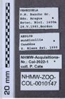 Etiketten zu Drilus flavescens (NHMW-ZOO-COL-0010147)